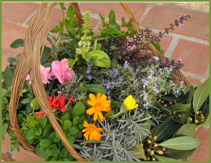 Edible Flowers & Herbs Class UCR Botanic Gardens